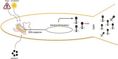 Frontiers | Revisiting Antibiotic Resistance Spreading In Wastewater ...